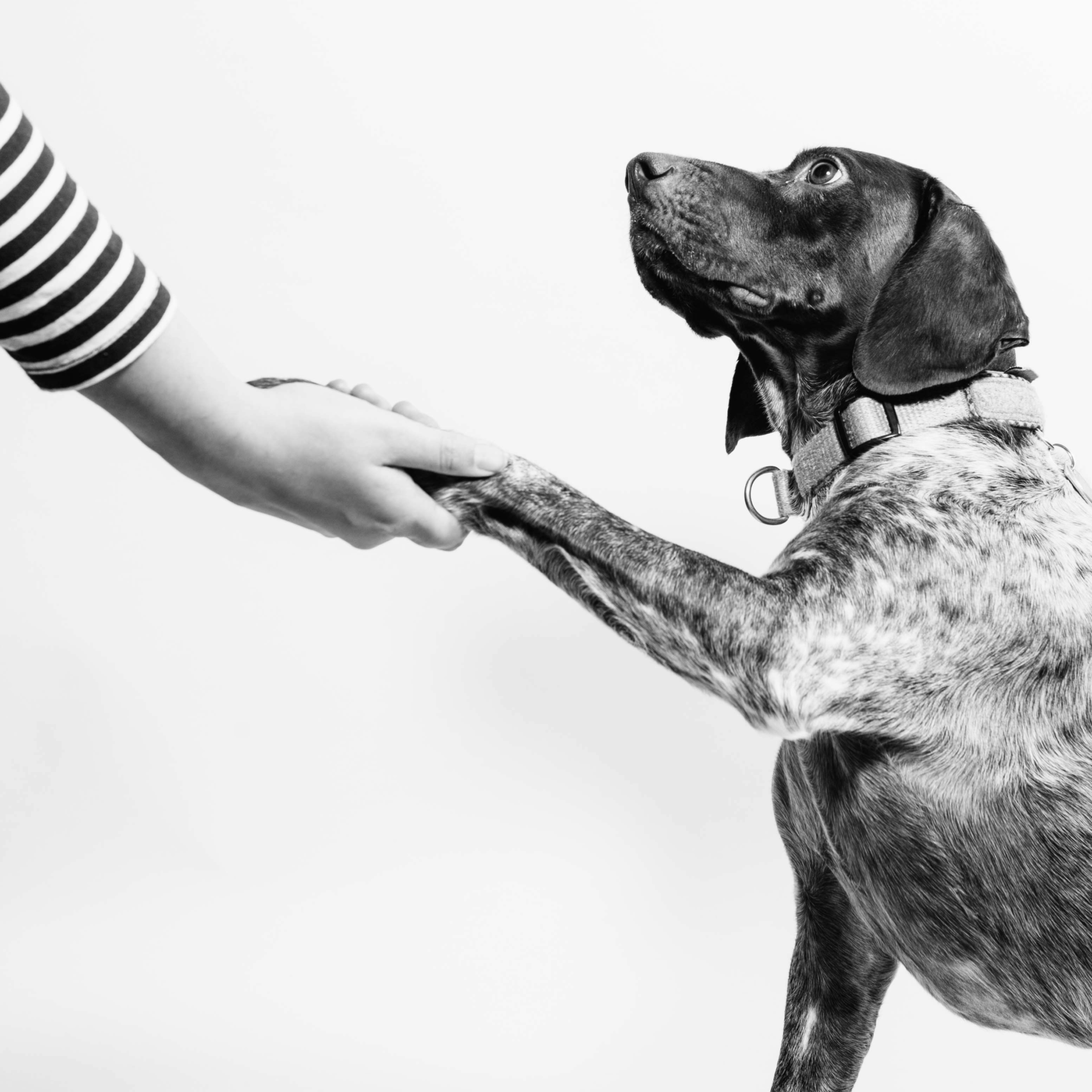 a dog shaking a human's hand.