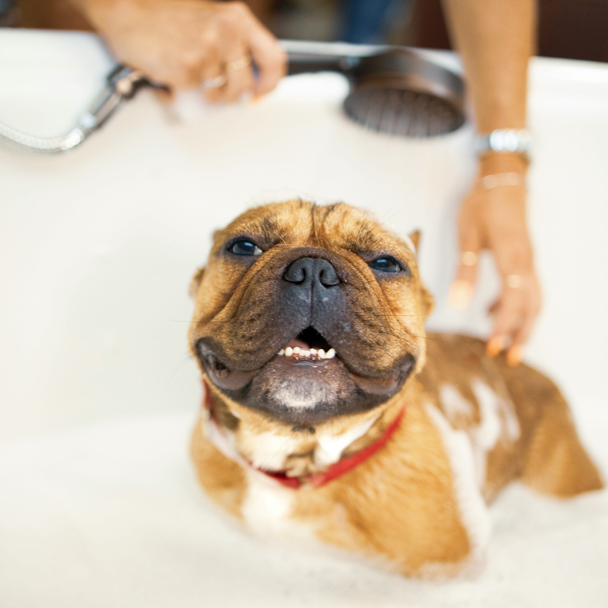 happy dog getting bathed.